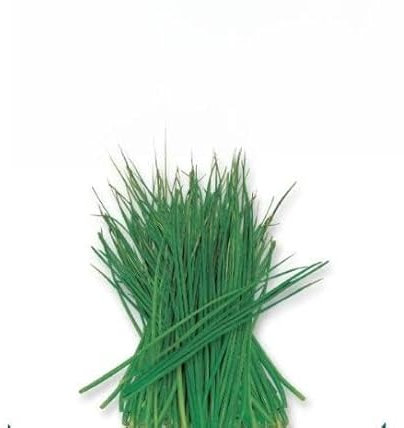 Semillas de Cebollino Planta Comestible y Saludable Allium Schoenoprasum