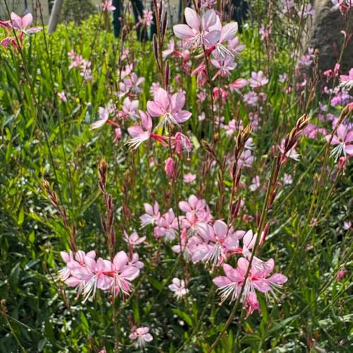 prachtkerze, garten schmetterlingswiese für sonnige plätze stauden winterhart mehrjährig wildblumensamen seltene 100samen