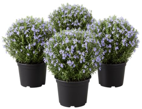 Pack Terraza y Hogar de 4 Plantas de Romero Vivo DECOALIVE | Plantas Aromáticas Vivas en Maceta