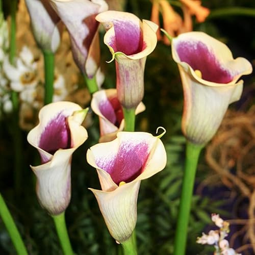 Picasso Calla Lilies Flower Bulbs - 3 Lily Bulbs per Pack - Attracts Butterflies and Hummingbirds - Deer Resistant - Good as Cut Flowers - Grows Well in Containers - Live Plants - Outdoor Garden