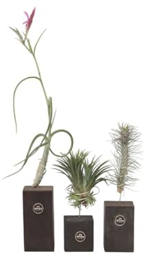 Plant in a Box - Tillandsien 'Verbranntes Holz Trio' - 3er Mix luftpflanzen Echt - Dekorativ Verbranntes Holz - Tillandsia - Höhe 30-35cm