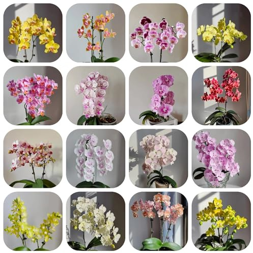 semi di orchidea phalaenopsis - resistenti perenni esterno decorazione 550pcs
