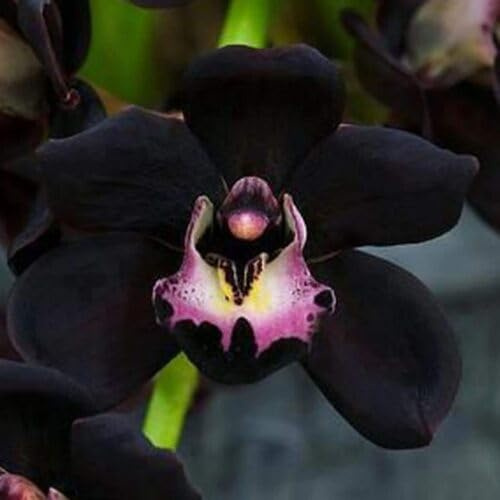 100 semi di orchidee nere Phalaenopsis