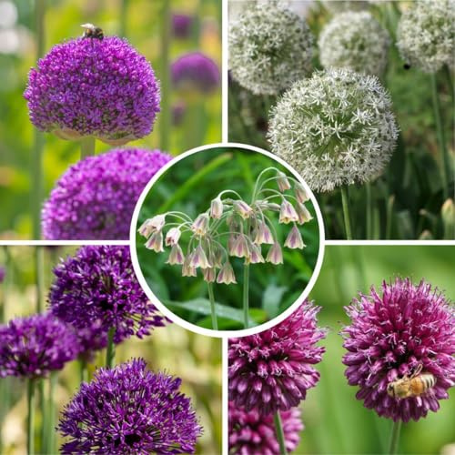 Plant in a Box - Allium - 80 Bulbes - 5 Variétés - Oignon Ornemental - Bulbes à Fleurs pour Jardin, Terrasse ou Balcon
