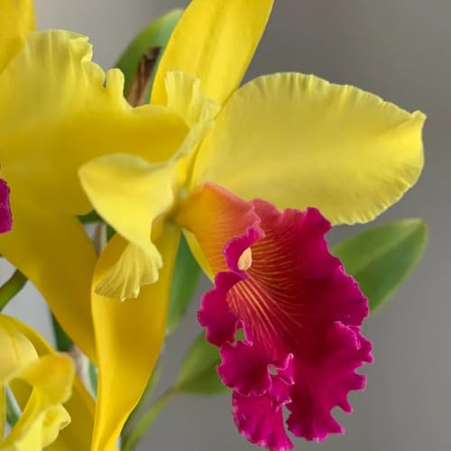 semillas de orquídeas Cattleya raras, decoración de sala de estar, orquídeas Cattleya decorativas resistentes para balcón de perennes 25pcs