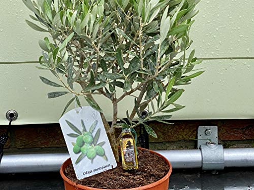 Tropictrees - Olivenbaum - Bush auf stamm - 40 cm - Olea Europea A+