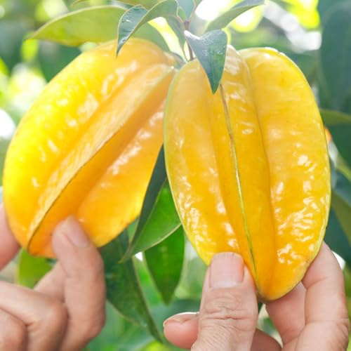 semi di carambola, resistenti per il giardino Averrhoa carambola, balcone da giardino roccioso acquistare nani regali per gli amanti 55pcs