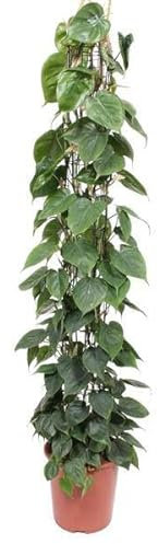 Philodendron Scandens - Rete a rete, 160 cm, ø27