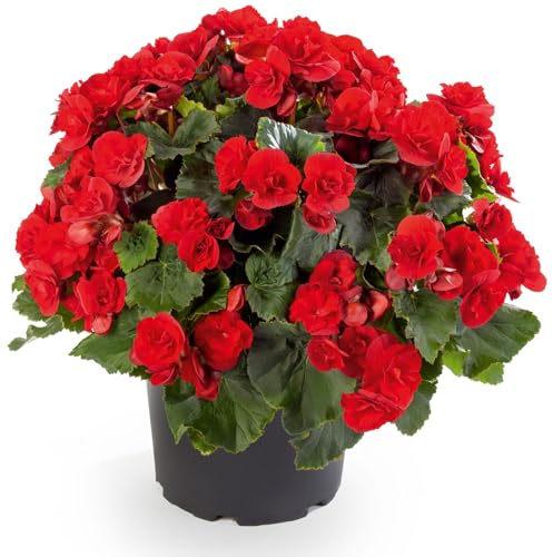 Begonia Elatior Viva Planta Natural en Maceta Floración Intensa para Interior o Terraza Cubierta