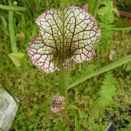 Sarracenia Seeds - Leucophylla VAR. Red Mix Rare Carnivorous - 5 Seeds