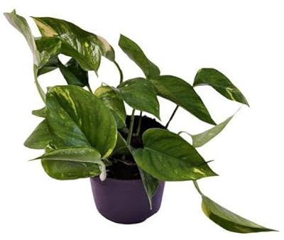 Efeutute Scindapsus Epipremnum Aureum – Ø12cm – 25cm – Pflegeleichte Rankpflanze & luftreinigende Zimmerpflanze – Grünpflanze für Wohnzimmer, Büro & Schlafzimmer