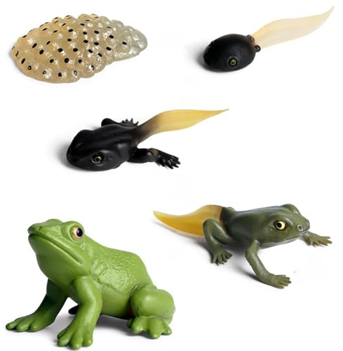 Modelo de crecimiento de rana – Estatuas de evolución de la naturaleza
