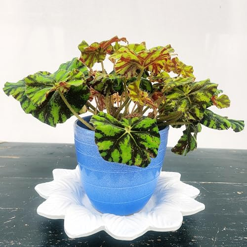 POWERS TO FLOWERS - BEGONIA REX TIGER IN VASO CERAMICA AZZURRO e SOTTOVASO IN CERAMICA FIORO, pianta vera