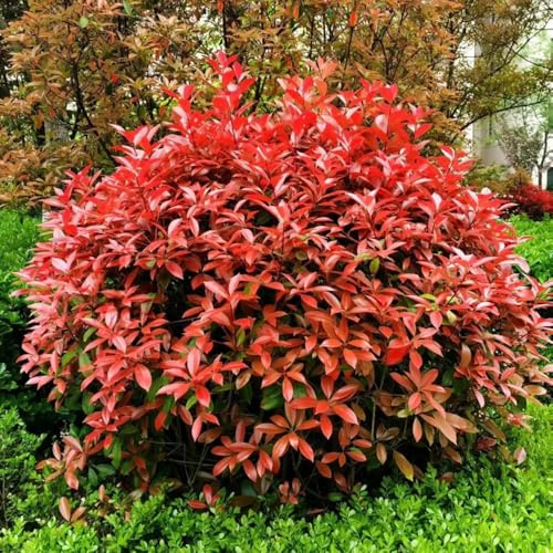 Semillas de Photinia red robin - seto - Arbustos rápido crecimiento como privacidad Semillas petirrojo rojo otoño resistentes jardín 400pcs
