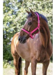 Norton Neon-Halfter, gefüttert, Farben ? Rosa, Größe für Pferde ? COB