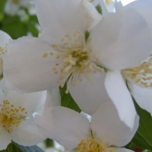 3 x Seringat 'Virginal' - Philadelphus 'Virginal' 50-60 cm en conteneur - Faites entrer la pureté du blanc et la douceur du parfum