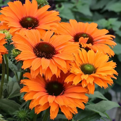 Echinacea SunSeekers Mineola Outdoor Garten Bereit Pflanzen Staudenpflanze im Topf
