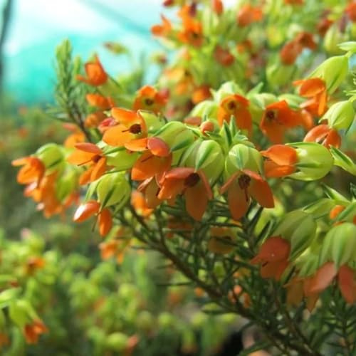 semillas de brezo de invierno primavera, jardín para exterior prados decoración balcones verdes 400pcs