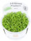 SevenSeaSupply Tropica Micranthemum 'Monte Carlos' Aquariumpflanze – in Vitro Gewebekultur 1-2 Grow!