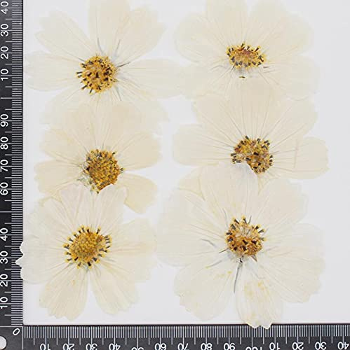 Crysdaralovebi 120 Stück 4-10 cm gepresste getrocknete Kosmos Blume Pflanze Herbarium für Schmuck Postkarte Einladung Karte Telefon Fall Lesezeichen Herstellung DIY (weiß)