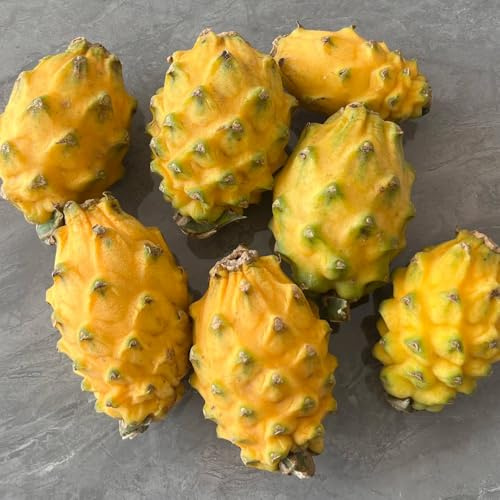 semi biologici del drago, resistenti per il giardino Hylocereus undatus, colonnari resistenti da giardino roccioso nani 50pcs