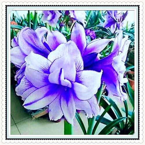 Amaryllis-Rhizom Großpackung, Überraschend wachsend, Winterhart Mehrjährig, Geeignet für Frühling und Herbst, Kein Gießen Erforderlich, Leicht Zu ZüChten-3 Rhizom-D