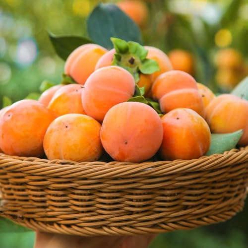 Semi di cachi - semi di da balcone da giardino roccioso per luoghi soleggiati raro frutto colonnare per gli amanti del giardino frutto nani, 10pcs