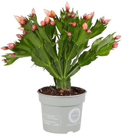 Cactus Natural Schlumbergera Planta de la Navidad