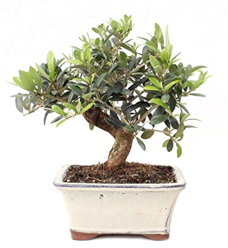 Bonsái de Olivo Natural Olea Europaea Árbol Resistente y Fácil de Mantener