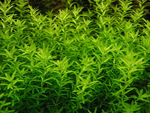 5 n: Hemianthus micranthemoides – Dipped – Aquarium STS : Seeds Only