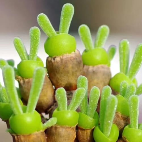semillas suculentas para balcón - raras resistentes jardín de rocas interior 90pcs