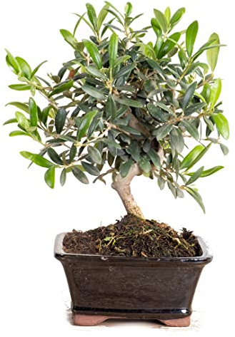 DECOALIVE Olea Europaea Bonsái de Olivo Planta Natural