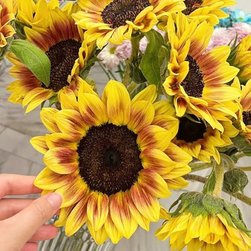 400 piezas semillas de girasol perennes, girasol resistente Jardín con balcón, cobertura del suelo, semillas perennes resistentes. semillas de girasol balcón de semillas, jardín de