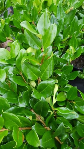 Ligustrum japonicum 'Texanum' / Troène du Japon/Conteneur de 3 à 4 litres