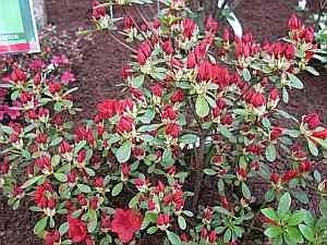 Rhododendron obtusum Maxi - 25-30 cm