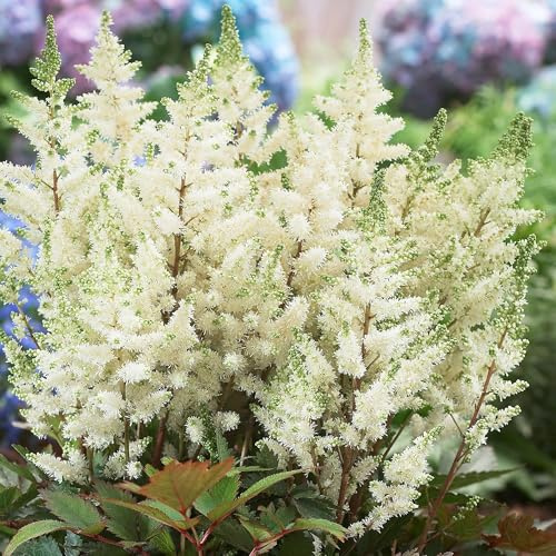 GardenersDream Weiße Astilbe Pflanze im Topf – Federartige, farbenfrohe Gartenpflanze – Winterharte, mehrjährige Blühpflanze für den Waldgarten, Beete (inkl. 11 cm Topf)