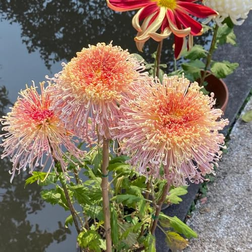 semi di crisantemo, tappezzanti resistenti giardino perenni esotiche in vaso 50pcs