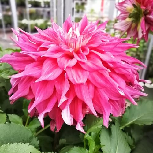 Ausverkauf Dahlienknolle : Dahlia - Deko Dahlien  Emory Paul  1 Knolle/Rhizom