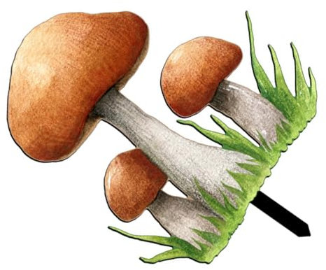 CIYODO Haie De Jardin en Acrylique avec Champignons Piquet De Jardin pour Extérieur Brise-Vue Naturelle Décoration De Jardin