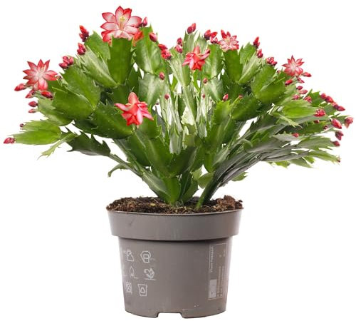 Christmas Cactus - Schlumbergera Red House Plant - Christmas Plants and Flowers, Winter Flowering Plants for Gifts, Easy Care Houseplants with Red Flowers (13cm Pot, 20-30cm)