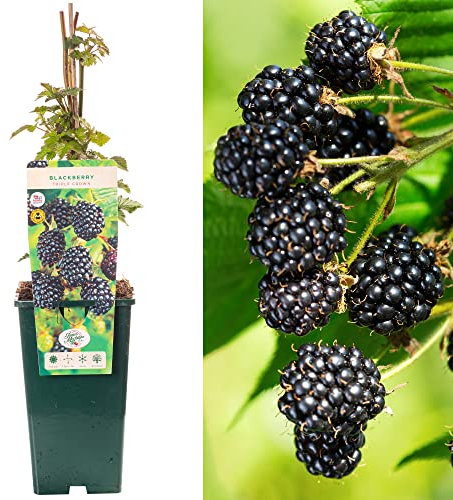 BlackBerry Rubus Triple Crown | Delicious Fruit Plant Shrub | 30-50cm Potted
