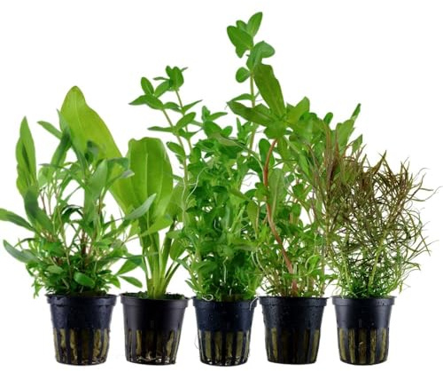 AquaOne Aquarium Plantes I Lot de 5 plantes aquatiques I Plantes de fond pour aquarium I Ammannia Echinodorus Bacopa Hygrophila Pogostemon I Ensemble de 5 plantes de fond