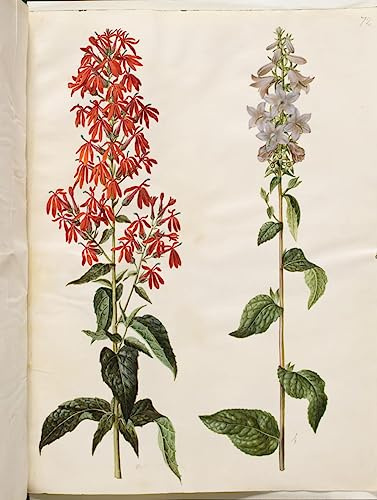 IPLUPJDY Aesthetic Poster Photo Wall Print Print Picture Lobelia Cardinalis Campanula Latifolia by Hans Simon Holtzbecker Poster Wall Art for Home Decor 60x90cm