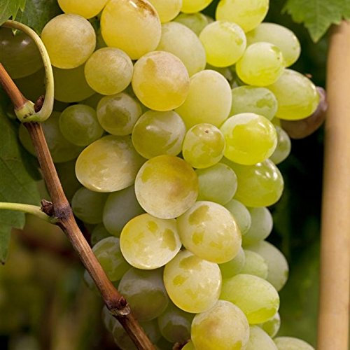 Kernlose Tafeltraube Weintraube Vitis vinifera Lakemont 60-100cm im Topf gewachsen