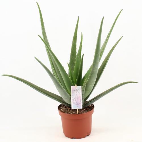 Aloe Vera - 60-70cm - Ø19cm - Zimmerpflanze - Immergrün - Kakteen und Sukkulenten
