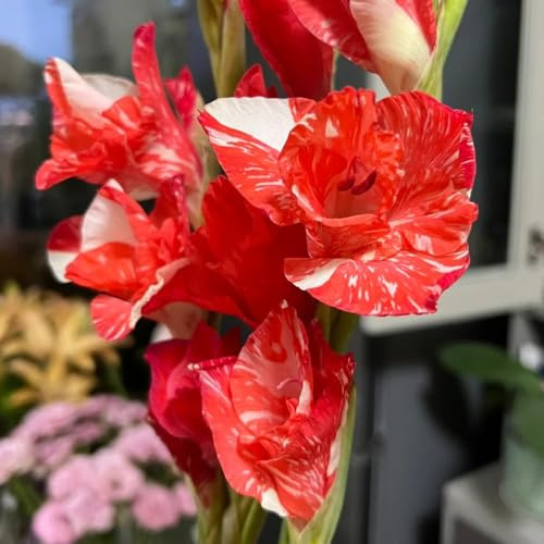 16bulbi di gladioli di aconiti invernali, balcone di gladiolo cipolle fresche, decorativi da resistenti, giardino rare