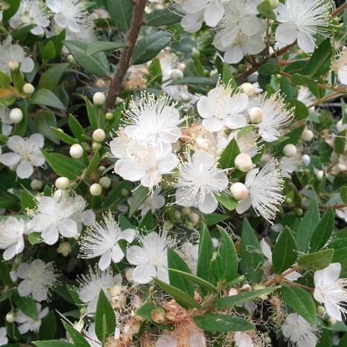 AMDGarden Pianta di Mirto Communis Mirto Sardo Bacche Nere Fiore Profumato Sempreverde per Esterni Vaso 18 cm