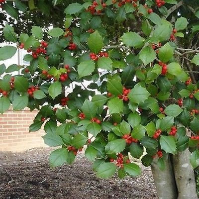 Semi americana agrifoglio (Ilex Opaca) 40 + Semi