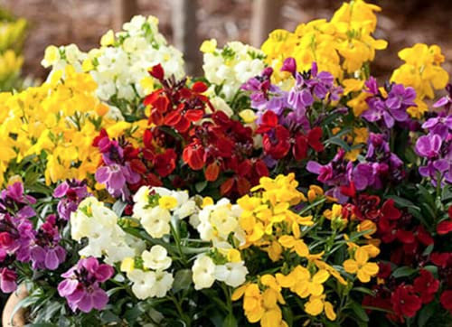 50 Seeds of Pastel Mix English WallFlower, Bedding Perennial Plug Plant Basket Pot