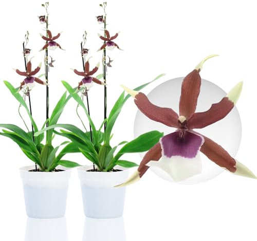 Orchidée Beallara Eurostar - 2 Plante Intérieur Naturelle - 30-40 cm - Avec fleurs et parfumées - Naturelle Plante de Hollande (pas de graines, non artificielle)
